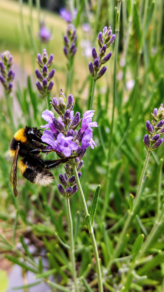 A bumblebee among purple flowers