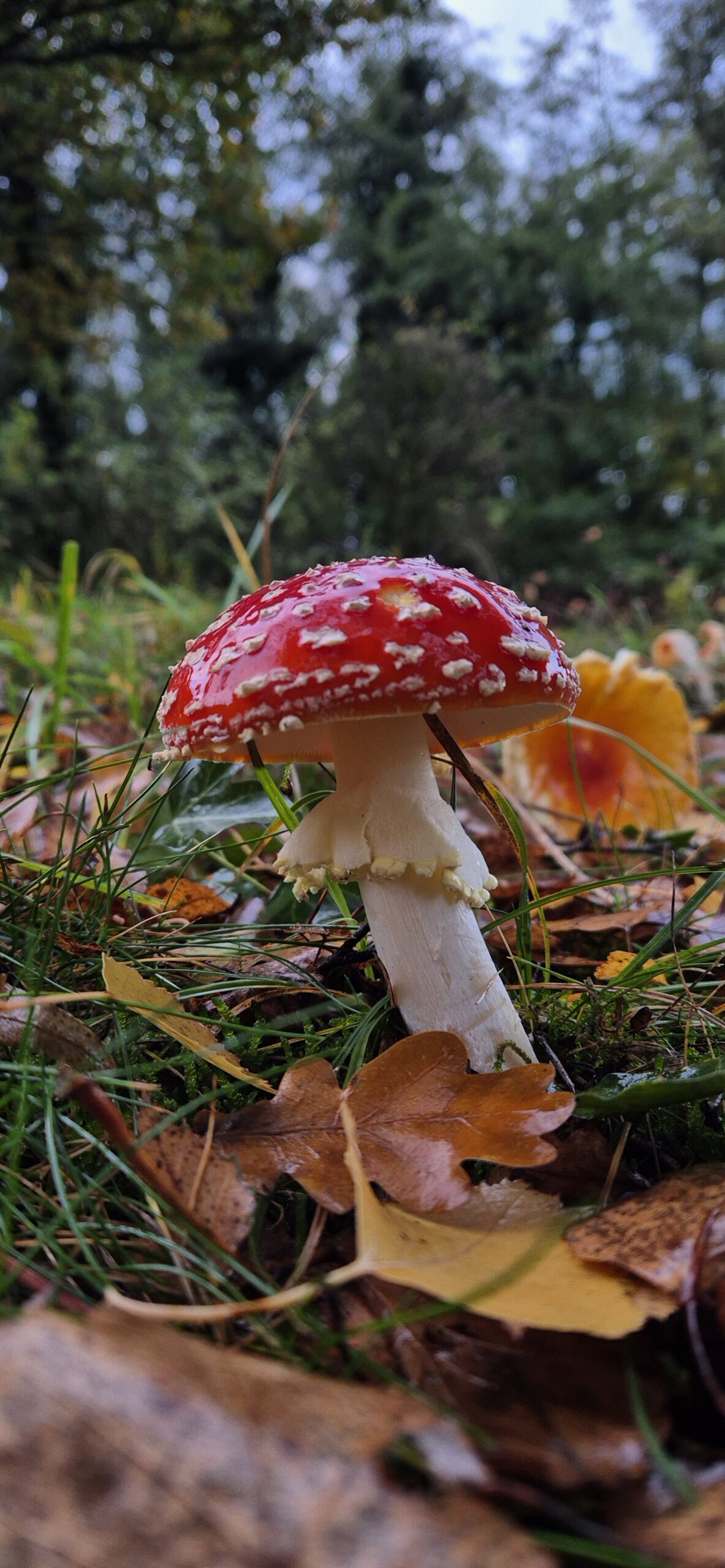 Red mushroom among autumn leaves