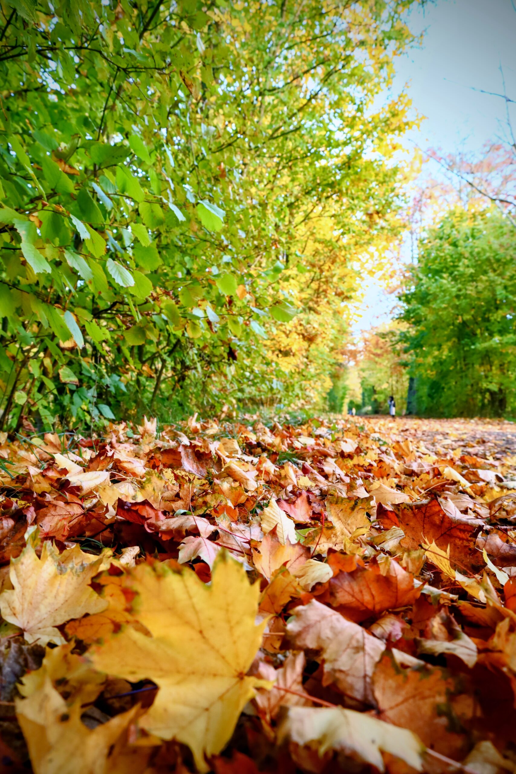 Fallen autumn leaves along the path