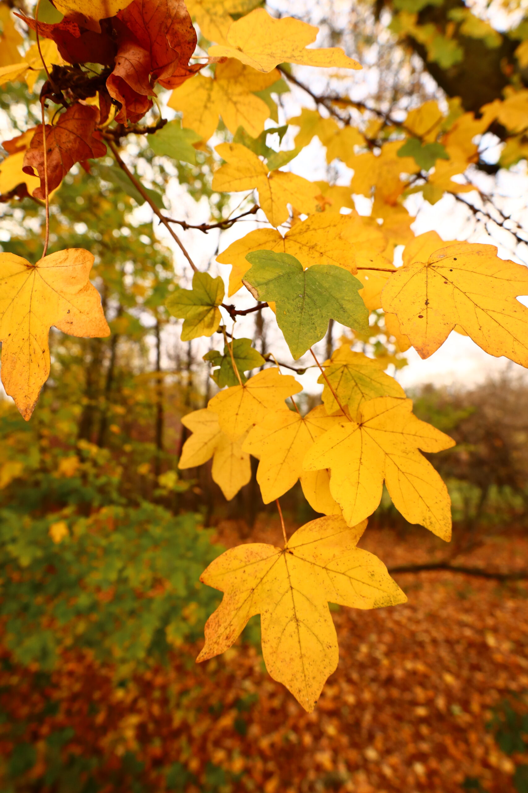 Autumn leaves in warm golden light