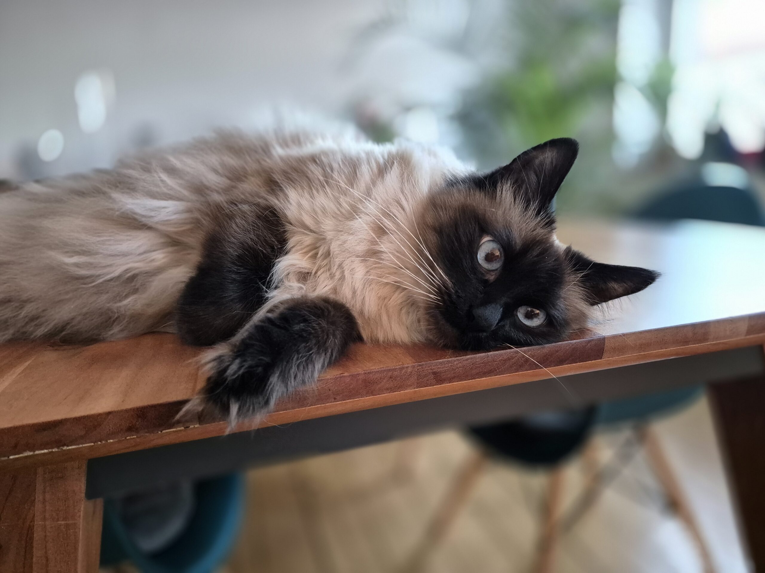A resting Ragdoll cat stretched out on a wooden table